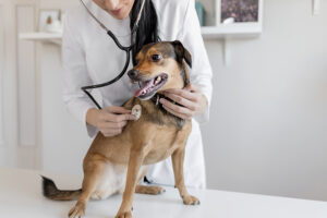 Shot of Veterinarian Hands Checking Dog by Stethoscope in Vet Clinic